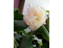 IMG 20181204 142634 AO HDR.jpg