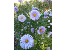 ����� ����������� ��������������� ���� ������� 80���