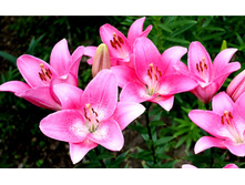 ����� �������