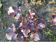 ���� ������