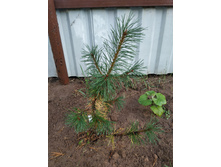 ����� �������