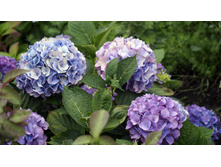 ��������� � � ������