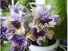 Harlequine Lace ��.jpg