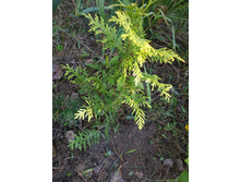 ������� �����