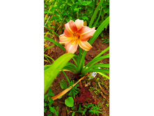 ������� ����