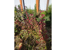 �������� �������