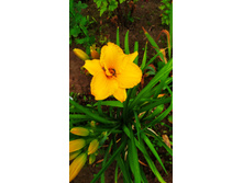 ���������� �������