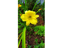 �������� �������� ����