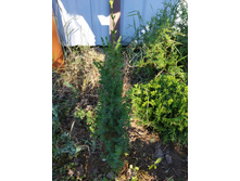 ������������ �������