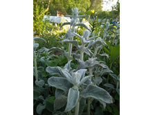 ������ ����������