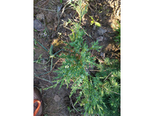 ������������ ��������