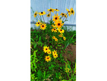 IMG 20190717 154226.jpg