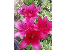 IMG 20190712 190701.jpg