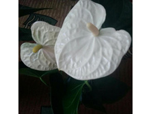 �������� ������� ( Anthurium Montana) - 600 ���.