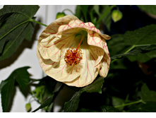 ������� - 300 ���.