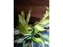 0-02-05-31b12bb3921df4a18eed07d2700a0c12f99d80fba29fdfee799500fcb6456e7a 444f5109.jpg