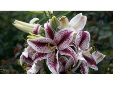 ����� ����������