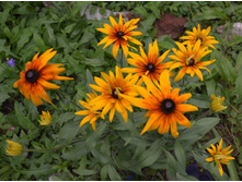 �������� ��������� (�. ��������)