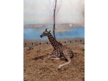 ������� �����