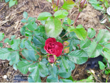 IMG 20190630 175930.jpg