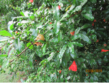 ������, ������))