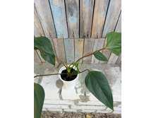 �������� (����������)