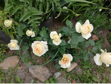 IMG 20190622 155844.jpg