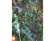 ������������ ��� ���