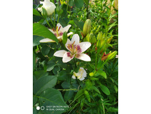 IMG 20190630 180017.jpg