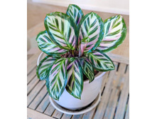 ������� ��������� ���� ( Calathea roseopicta Cora) - 550 - 600 ���.
