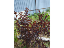 ���� �� ���