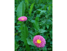 ���������� �������