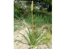 ����� ������