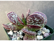 ���������� ��������� ( Adromischus MACULATUS) -