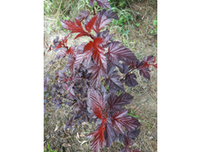 ������������� ������ ����