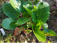 ����� ���� ���