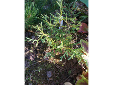 ������� ���