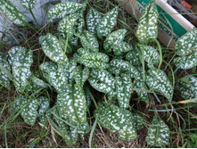 �������� ����