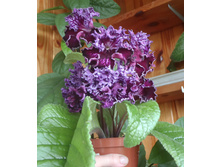 Dem-��������� ����� �.jpg