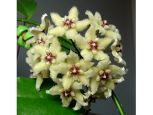 ���� Buotii (�.�.) - �/� 150 ���.