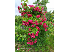 IMG 20190629 130745.jpg