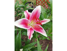 ����� ������ IMG 20190624 104219.jpg