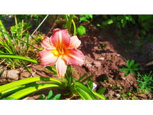 IMG 20190728 094026.jpg