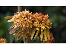 Echinacea (��������) Marmelade