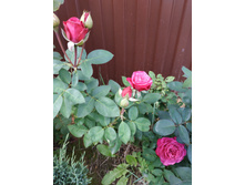 ����� ����