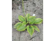 ������� ��