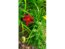 ������� �����