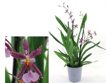 �������� ���� ���� ��� ���� ( Mieke von Holm) -