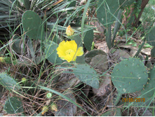 ������� ����� �� 20 ����