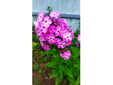 IMG 20190717 154137.jpg